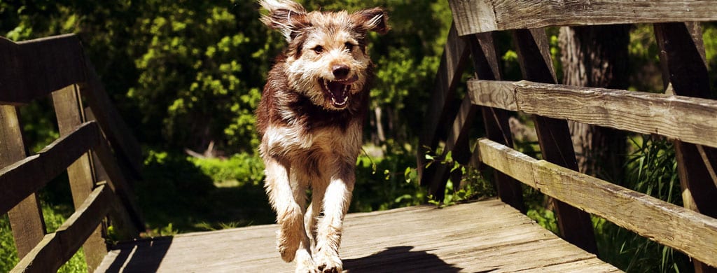 Decision to have a Dog